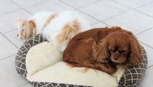 A kutyafekhely kényelmet ad a négylábúaknak